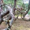 images/Schweden/Schweden 2009/IMG_4484.jpg
